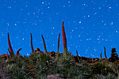 Night sky over wildflowers