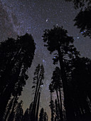 Night sky above silhouetted Sequoia trees