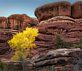 Rock formations, Canyonlands National Park, Utah, USA