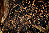 Newspaper Rock petroglyphs, Utah, USA