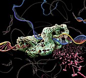 DNA transcription, illustration