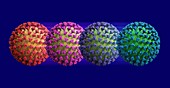 Covid-19 coronavirus variants, illustration