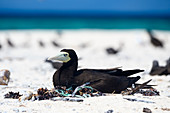 Brown booby