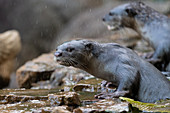Smooth-coated otters