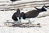 Brown booby pair