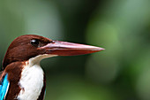 White-throated kingfisher