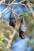 Grey-headed flying foxes