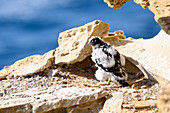Peregrine falcon chick