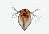 Water flea, light micrograph