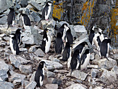 Chinstrap penguin colony on Half Moon Island, Antarctica
