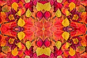 Autumn leaves, abstract image