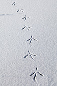 Great blue heron tracks in snow