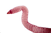 Tapeworm, light micrograph