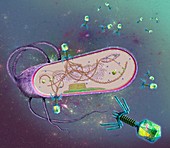 Phages infecting a bacterial cell, illustration