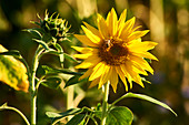 Sunflower with bee