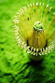 Bamboo whisk on matcha tea poowder (close up)