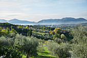 Olivenbäume, Toskana, Italien