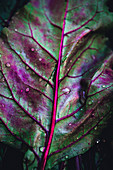 Beetroot leaf (close up)