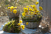 Winter Aconite with moss in wire baskets