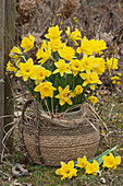 Daffodils 'Carlton' in a basket in the garden