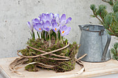 Krokusse 'Lilac Beauty' umwickelt mit Moos und Clematisranke