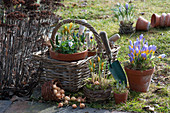 Frühlings-Stilleben mit Krokussen, Traubenhyazinthen, Hornveilchen und Steckzwiebeln in Körben und Töpfen