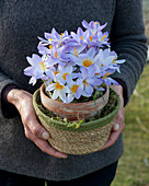 Woman holding pot with crocuses