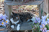 Stella the cat lies relaxed between pots with crocuses