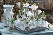 Crocuses with washed-out roots in glasses as a table decoration