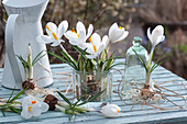 Krokusse mit ausgewaschenen Wurzeln als Strauß im Glas