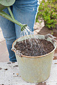 Planting lily bulbs in planters: A Woman waters the freshly planted lily bulbs