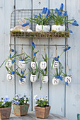 Osterdeko in blau-weiß:  Traubenhyazinthen in Töpfen auf Moos, Osterhase und Blüten in Eierschalen mit der Botschaft 'Frohe Ostern'
