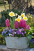 Zinc tub with daffodil mix 'Ice Follies', hyacinths, horned violets, daffodils, tulips and forget-me-nots