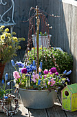 Kilmarnock' catkin willow underplanted with grape hyacinths, hyacinths, globe primroses, netted iris, and Balkan anemone in a zinc tub