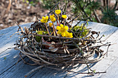 Winter Aconite in a clay pot in a wreath of clematis vines, maple twigs, and moss