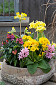 Bowl with tall primroses, cowslip, wallflower 'Winter Orchid' and hyacinths