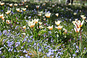 Tulip 'Hope' and squill flowering in lawn