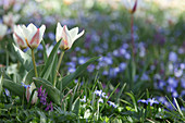 Tulip 'Hope', corydalis and squill flowering in lawn