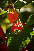 Physalis plant with orange lanterns