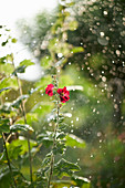 Flowering hollyhock in rain