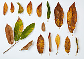 Autumn foliage of sweet chestnut at various stages