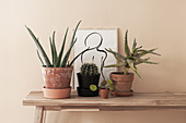 Houseplants and handmade framed drawing on wooden bench