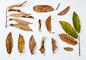 Autumn foliage of sweet chestnut at various stages