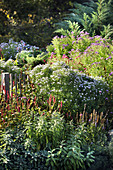 Perennial bed in autumn with asters, knotweed, and sage