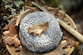 'Selles sur Cher' (Ziegenmilchkäse) auf Holzteller mit Eichenblättern