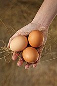 Three fresh eggs held in a woman hand