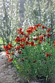 Red Gyroflee flowers in natural garden height