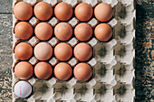 Pallet with brown eggs and one white egg