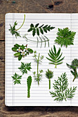Verschiedene grüne Blätter (Geranie, Farn, Helebora, Salvia) auf Schulheft
