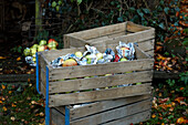 Freshly harvested apples wrapped in newspaper in a wooden crate